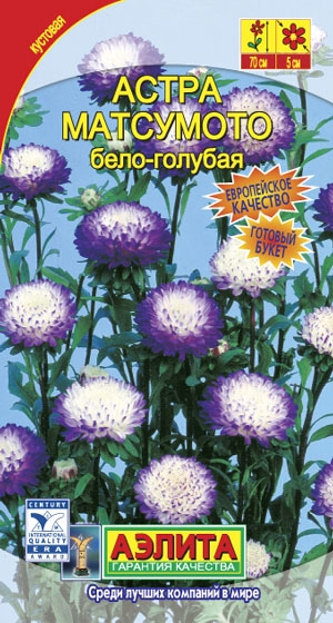 Астра Матсумото бело-голубая
