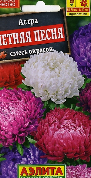 Астра Летняя песня, смесь окрасок
