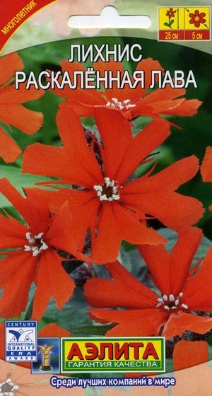 Лихнис Раскаленная Лава
