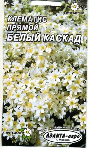 Клематис Белый каскад прямой
