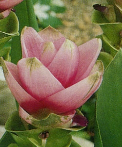 Куркума Алисматифолия