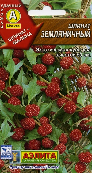 Шпинат Земляничный (Шпинат-Малина)