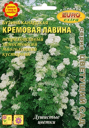 Бузина Кремовая лавина канадская
