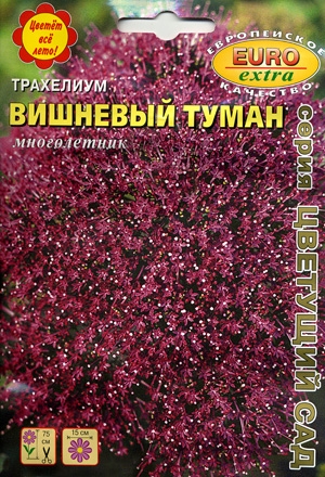 Трахелиум Вишневый туман