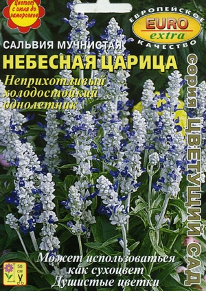 Сальвия Небесная царица мучнистая