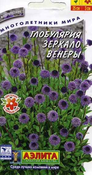 Глобулярия Зеркало Венеры