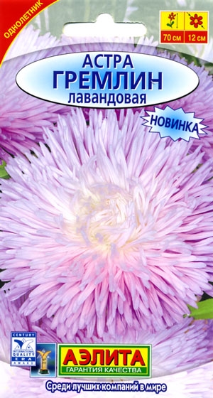 Астра Гремлин лавандовая