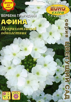 Вербена Афина гибридная компактная