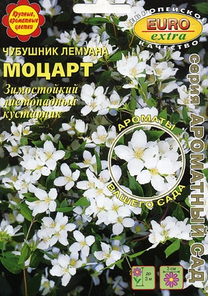 Чубушник лемуана (жасмин) Моцарт