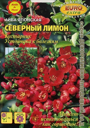 Айва Северный лимон японская