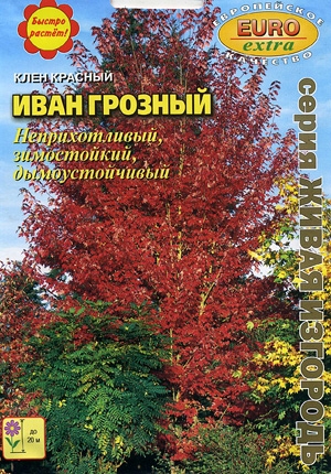 Клен Иван Грозный красный