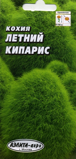 Кохия Летний кипарис