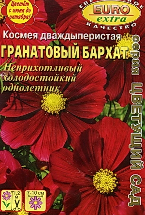 Космея Гранатовый бархат дваждыперистая