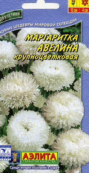 Маргаритка Авелина крупноцветковая