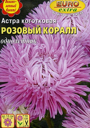 Астра Коралл Розовый коготковая