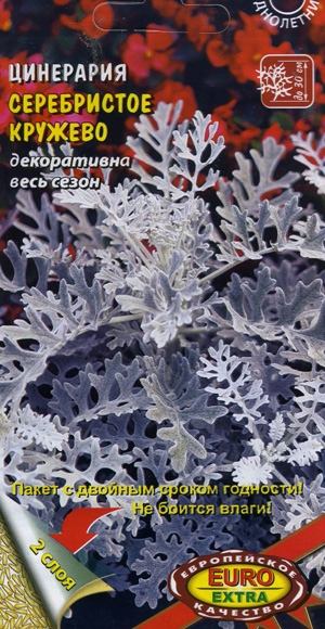 Цинерария Серебристое кружево