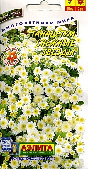 Танацетум Снежные звезды