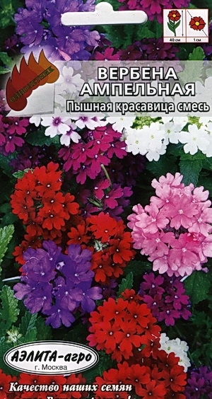 Вербена Пышная красавица