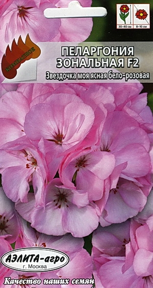 Пеларгония Звездочка моя ясная бело-розовая F2