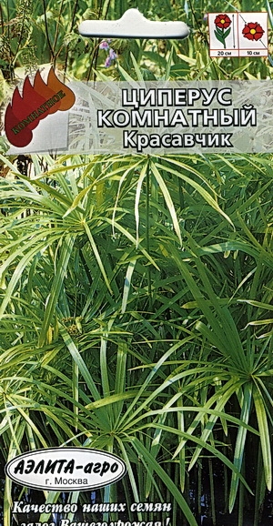 Циперус комнатный Красавчик