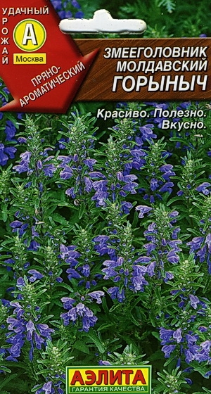 Змееголовник молдавкий Горыныч