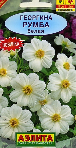 Георгина Румба белая