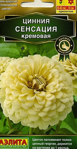 Цинния (циния) Сенсация кремовая
