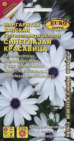 Маргаритка капская Синеглазая красавица