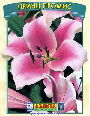 Лилия Принц Промис, лонгифлорум