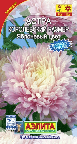 Астра Королевский размер яблоневый цвет